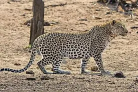 饥饿的花豹接近熟睡的疣猪直接锁喉，一旁的羚羊目睹了全过程！图片