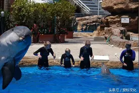 宠物搞笑：乱入专业抢镜的动物们真的是太萌啦\(≧0≦)/~图片