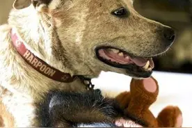 被弃养过的汪遇上不安的孤儿猩猩，居然成了一位有耐心的称职保母图片