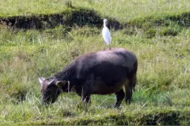难以置信，俩十岁娃把我家牛尾拽断。图片