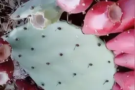 绿色的仙人掌结出了红色的果实，仙人掌的果实非常好吃甜甜像石榴