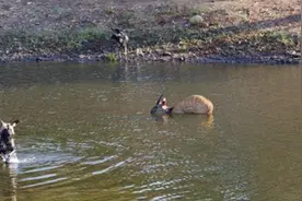 野狗胆大包天直接在鳄鱼的嘴中抢食物，最后的结局你们猜是什么图片