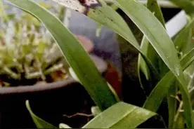 文心兰花卉病虫害有哪些？怎样防治？（图）图片