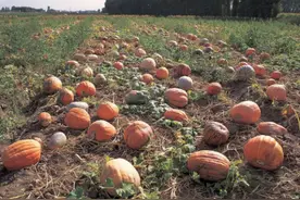 玉米收割了，玉米地里这群活宝也现身了图片