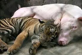 被遗弃的了老虎将猪当成了自己的妈妈，场面真心让人佩服！图片