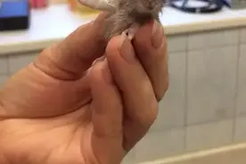 那些被包扎腿和爪子的小动物们，又萌又心疼图片