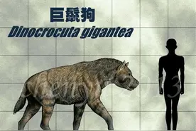 中国史前猛兽——巨鬣狗图片