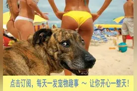 终于找到了！养猫的人必须要看：猫咪语言解读全图，绝对有用！图片