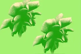 在职研究生毕业证和统招研究生的有何区别?图片