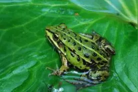 孩子的杰作：一不小心，蝌蚪变成了青蛙。孩子问蝌蚪去哪儿了？图片