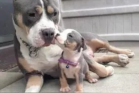 家里狗狗怀孕了，主人很担心，三个月后他终于放心了图片