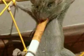 老鼠被抓之后，先让老鼠抽根烟，让人哭笑不得！图片