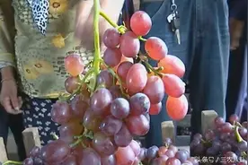 无籽葡萄摸避孕药？柑橘柚子打甜蜜素？谁在造谣伤农？图片