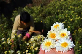 劳务输出数量最多的新县｜秋之色，色之爱~图片