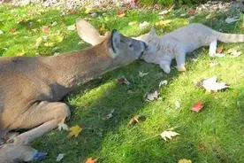 猫咪每天不见身影，原来是干这种事情去了，一看就不是什么正经猫图片