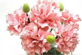 教师节即将到来，南京家长都给老师送这些！图片