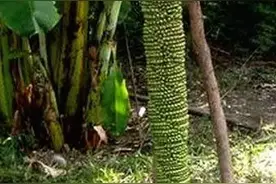 可以结上千个果实的香蕉树，为什么吃货看了不喜欢？图片