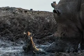 被困斑马又遇犀牛包围，最后斑马却感谢犀牛，今天犀牛改吃素？图片