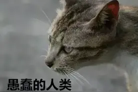 猫薄荷：对猫宝具！神奇植物，助你轻松拿下高冷傲娇猫主人！图片