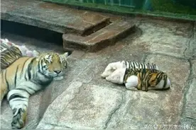 母老虎和它的孩子。。。图片