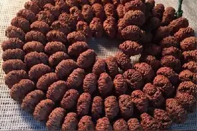 鉴别金刚呀图片