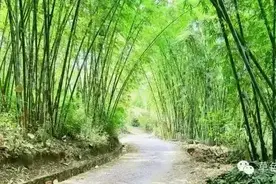 图说|畹町回环：竹林深处有人家图片