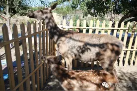 咱昌吉的某镇藏着个免费的高大上动物园，你知道在哪吗？图片