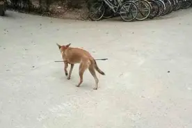 流浪狗被人用箭射穿肚子 鲜血淋淋场面极其残忍图片