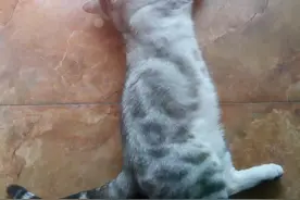 猫咪咪咖啡馆：这个城市里最柔软的所在图片