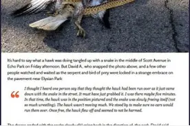 老鹰捕蛇会被蛇缠住，然后死翘翘吗？图片