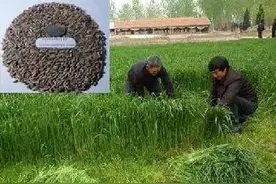 牧草喂猪优质牧草简介图片