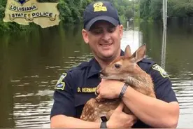 从洪灾中救出的小鹿宝宝，途中露出呆萌表情，让人心都融化了图片