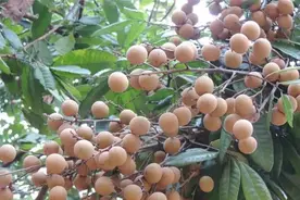 关于闽南人常吃的龙眼，这些知识你可以看看！图片