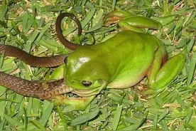 看过田间的青蛙吃害虫，这吃老鼠和蛇还真是第一次见图片