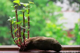 吃过的水果核别丢，教你用它们变成盆栽图片