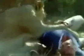 盘点近年来游客误入猛兽区的一幕，场面让人深思！图片