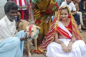 印度某些残忍习俗：与狗结婚，高空抛婴图片