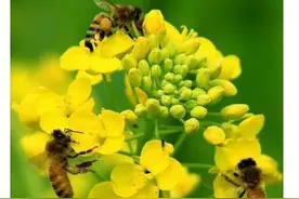 油菜花粉——前列腺克星图片