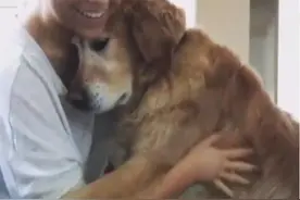 狗狗初恋失败，回家抱着主人一顿痛哭！图片