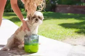 作为一只狗，洗脚也是有尊严的。图片