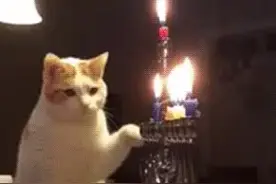 萌宠一刻，喵星人玩火，笑喷图片