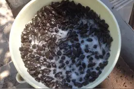 蝌蚪做鱼饵，废水塘诱钓大黑鱼！图片