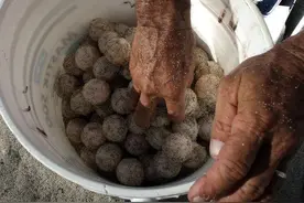 拾荒老人海边捡得这种长得像“球”的东西，不料却给自己惹上祸患图片