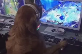 快来看，我的队友这次真的是一只狗，有图有真相！图片