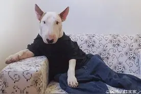 天啦噜，狗狗看电视看到的是这些图片