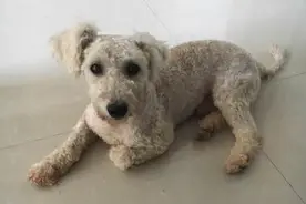 治好流浪比熊后想送人，它得知要被送走后，做出的反应让人心痛！图片