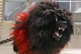 看看这些凶猛的藏獒 你还敢说古代没有麒麟存在过吗？图片