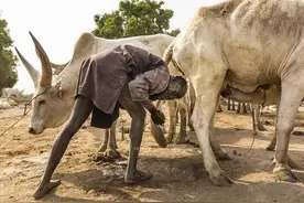原始部落的人把牛看成宝  连尿都当做圣水刷牙洗头图片