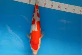 锦鲤胆子小，随着生长花纹和质地也让你大失所望?那就淘汰吧！图片