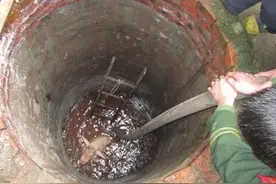 母猪掉落10米深井最后机智逃脱成功图片